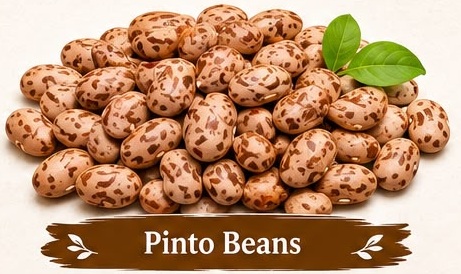 Pinto Beans