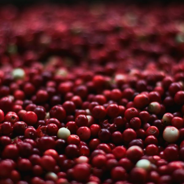 Cranberry Beans